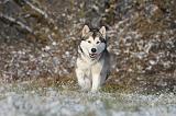 ALASKAN MALAMUTE 074
